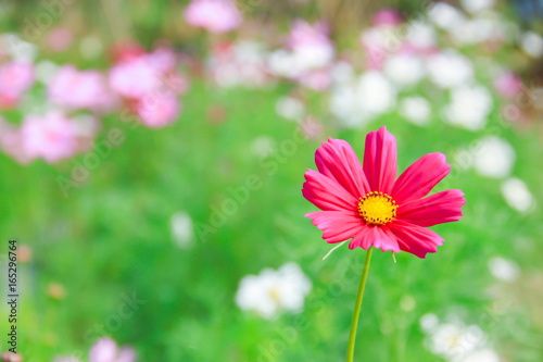 Beautiful cosmos flower photo