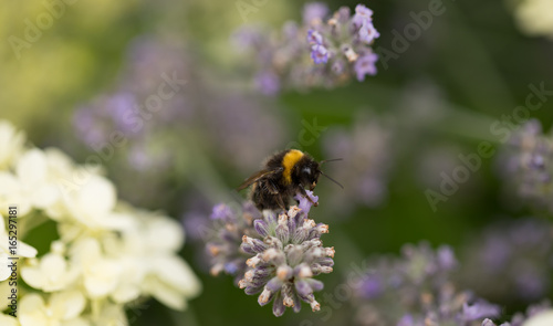 Bumble bee @work (Part I) © Stephanie