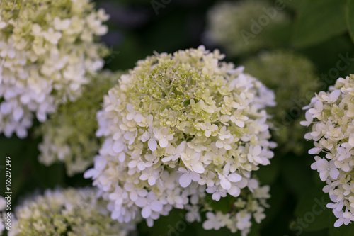 Tiny little blossoms of a Hydrangea