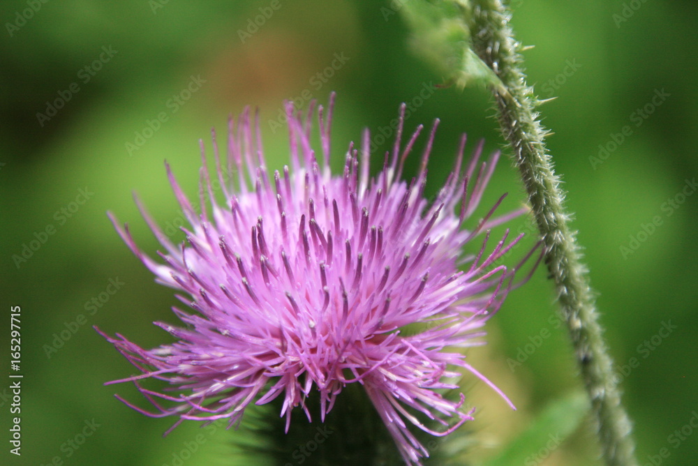Mariendistel Mariendistel