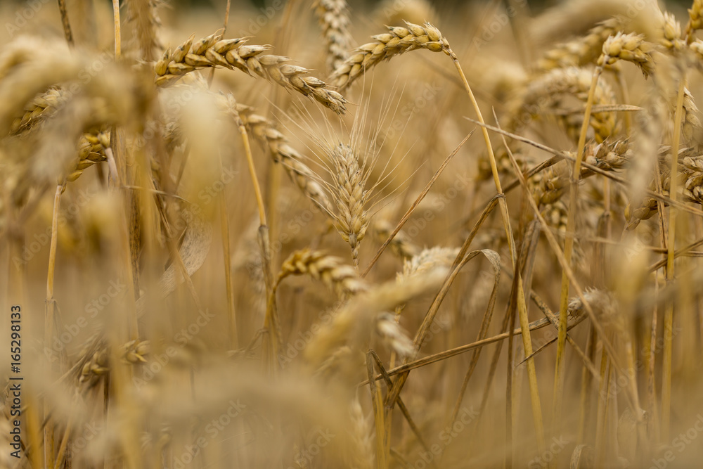 Fototapeta premium A heart in the wheatfield