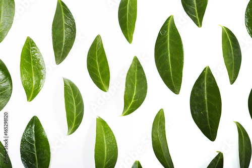 Green leaves arranged as a pattern, layout design elements