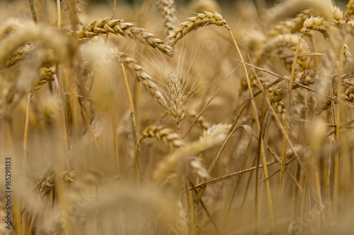 A heart in the wheatfield