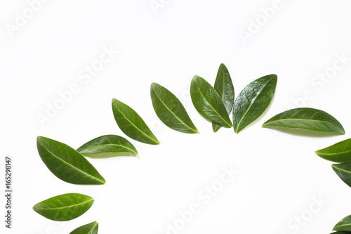 Green leaves arch on white background, design elements