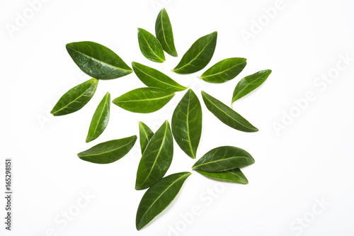 Green leaves on white background, fresh nature elements