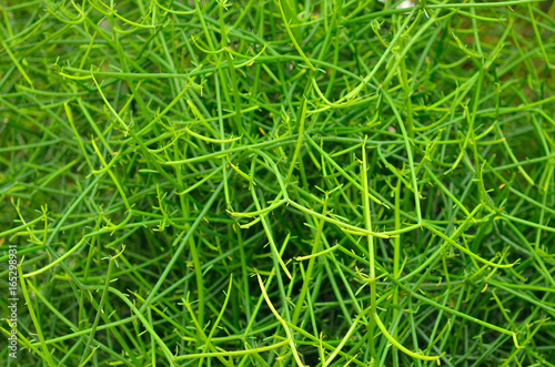 Closeup to Euphorbia tirucalli (pencil Tree)/ Indian Tree Spurge/ Euphorbia Tirucalli L photo