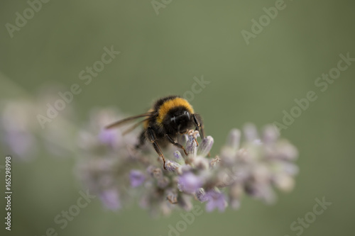 Bumble bee @work (Part III)