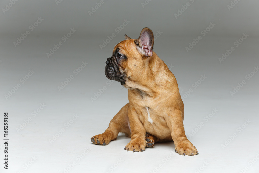 Obraz premium cute french bulldog puppy
