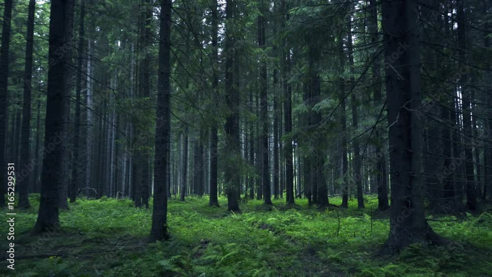 Green Forest. Pine Trees Fairy Forest. Untouched spruce.Elf land. Forest pattern. Camera movement inside the forest. Moths and fir with moos on the ground Green Forest. Pine Trees Fairy Forest. Untouched spruce.Elf land. Forest pattern. Camera movement inside the forest. Moths and fir with moos on the ground