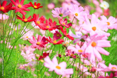 Beatiful  cosmos flower photo