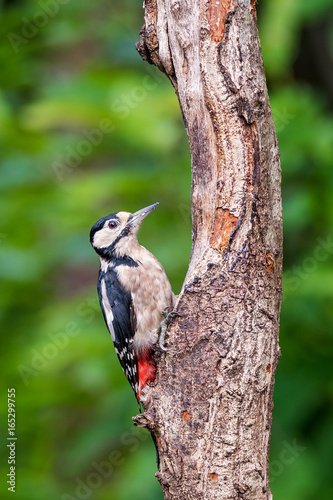 Greater Spotted Woodpecker