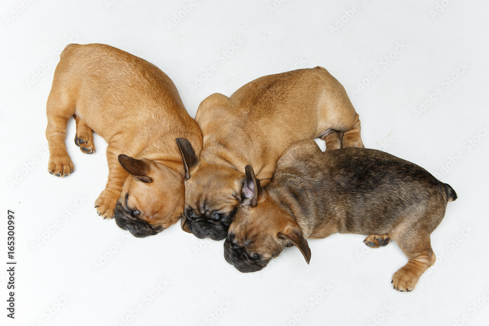 cute french bulldog puppies sleeping cute french bulldog puppies sleeping