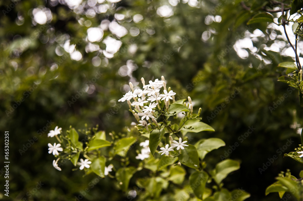 The soft focus the beautiful of Scented star jasmine. The soft focus the beautiful of Scented star jasmine.