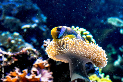 Clownfish in a Sea Anemone