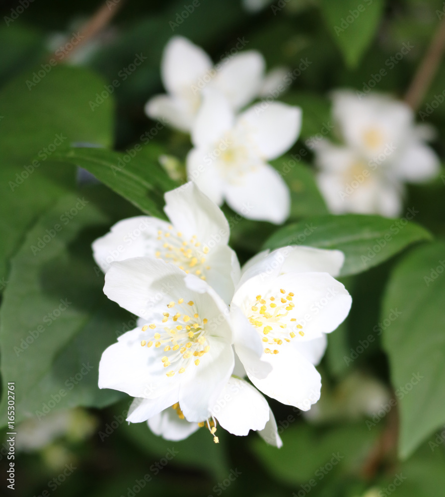 Chubushnik (Philadelphus) is a genus of shrubs from the Hortensian family, sometimes called jasmine Chubushnik (Philadelphus) is a genus of shrubs from the Hortensian family, sometimes called jasmine
