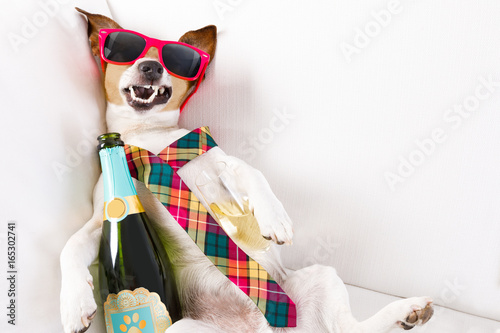 drunk hangover  dog photo