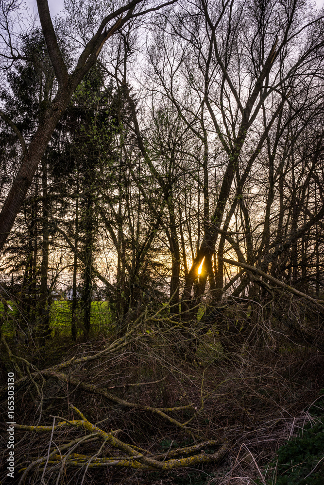 Sonnenuntergang hinter den Büschen in Bielefeld