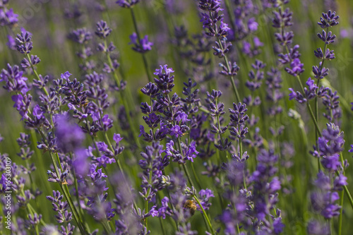 Flowers of Lavender