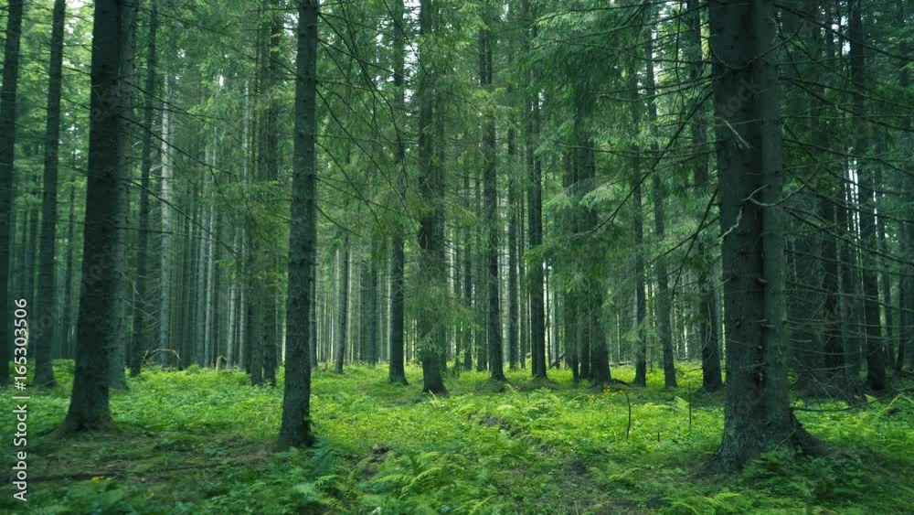 Green Forest. Pine Trees Fairy Forest. Untouched spruce.Elf land. Forest pattern. Camera movement inside the forest. Moths and fir with moos on the ground Green Forest. Pine Trees Fairy Forest. Untouched spruce.Elf land. Forest pattern. Camera movement inside the forest. Moths and fir with moos on the ground