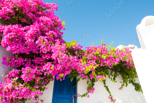 White-blue architecture and pink flowers