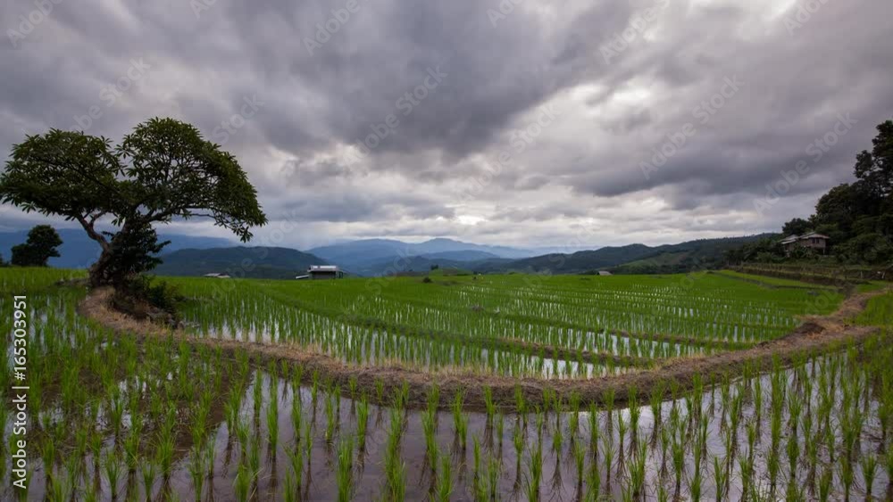Timelapse rice field and cloud of Ban pabongpiang in Chiangmai, Thailand.
Timelapse rice field and cloud of Ban pabongpiang in Chiangmai, Thailand.