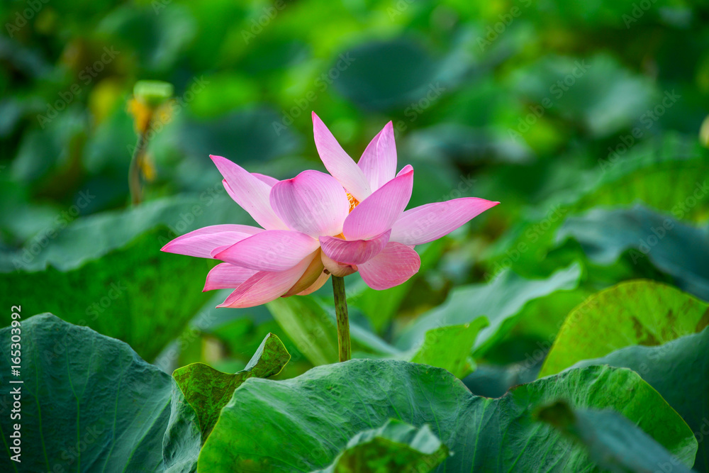 Fototapeta premium Lotus petals