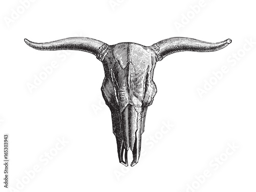 Fotótapéta Skull Aurochs (Bos primigenius) - vintage illustration