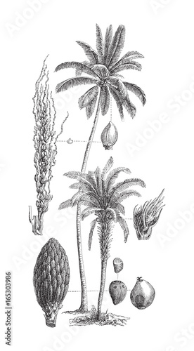 Coconut palm (Cocos nucifera) and Oil palm (Elaeis guineensis) - vintage illustration