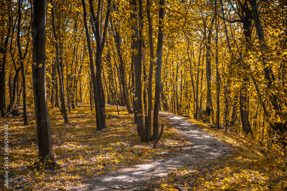 Fototapeta premium Orange autumn forest with strong vegetation