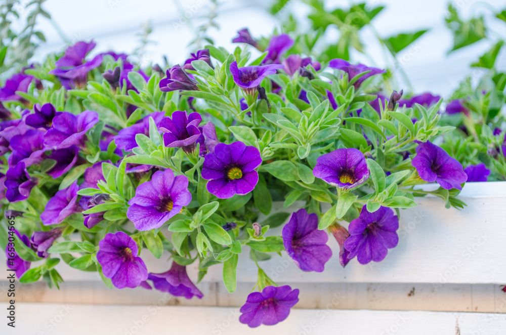 Violet petunias on a white fence