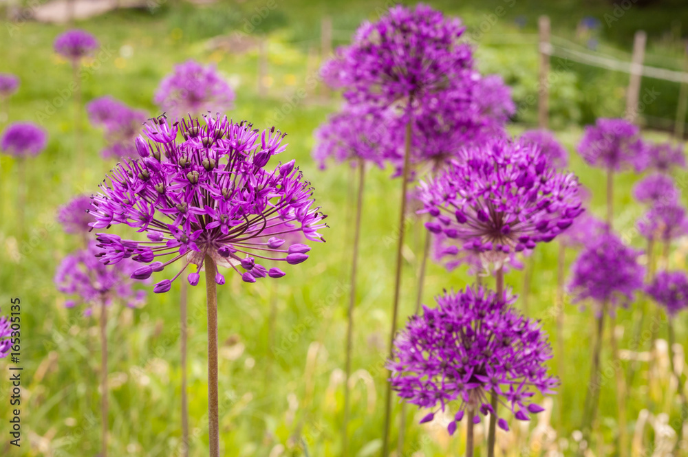 Obraz premium Allium purple flowers on a field