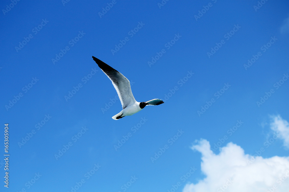 Seagull flying against a blue sky Seagull flying against a blue sky
