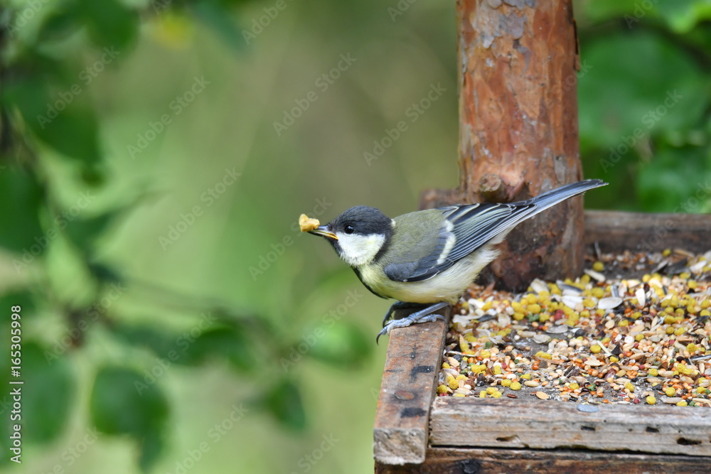 blue titmouse eats seeds in the fodder rack