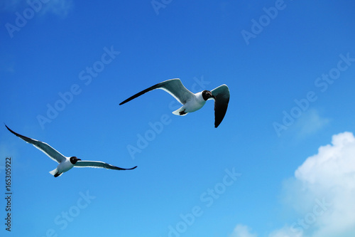Seagulls flying against a blue sky