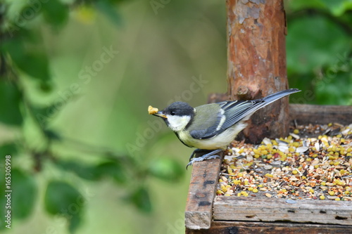 Obraz na płótnie blue titmouse eats seeds in the fodder rack w salonie