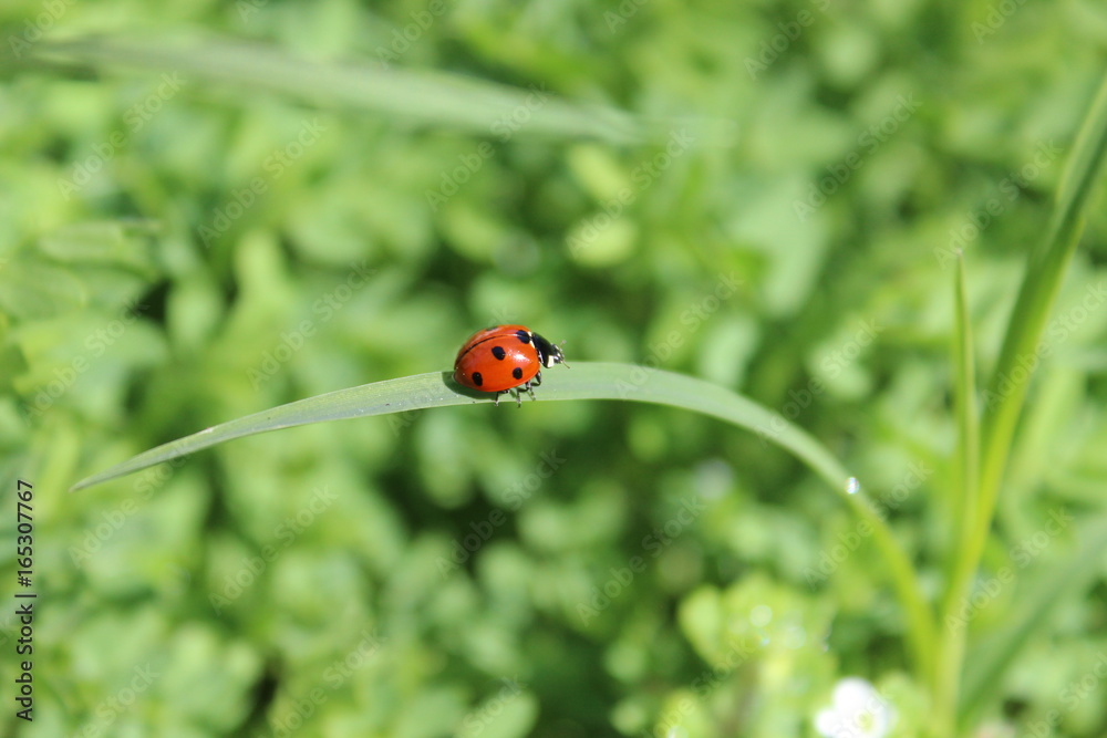Coccinelle à sept points sur un brin d'herbe Coccinelle à sept points sur un brin d'herbe