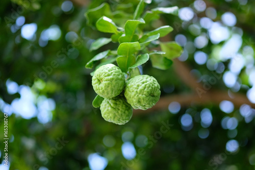 bergamot on bergamot tree with bergamot leaf or bergamot background photo