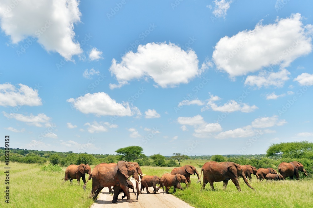 Elephant family