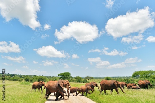 Fototapeta Naklejka Na Ścianę i Meble -  Elephant family