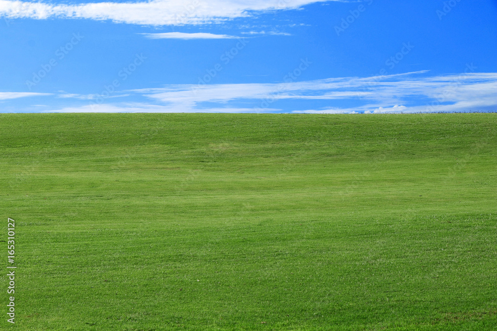 Landscape - green grass and blue sky with small clouds