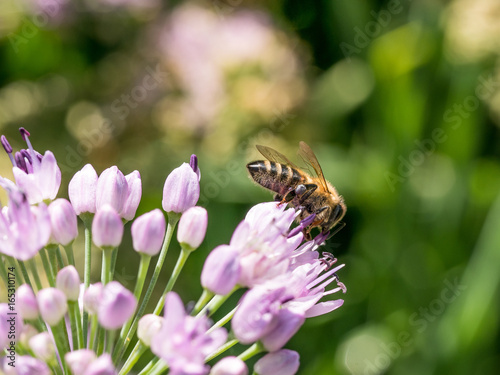Bee on large spherical umbrellas of wild onion begin to blossom in small flowers.