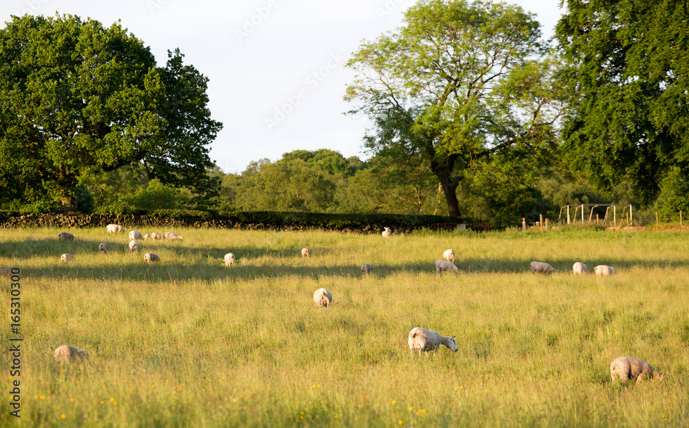 Sheep grazing in a grass field in evening sun Sheep grazing in a grass field in evening sun