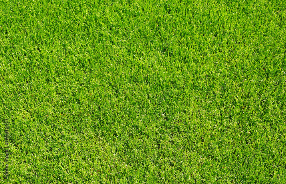 Rasen Rasenfläche Gras Hintergrund Textur grün StockFoto Adobe Stock