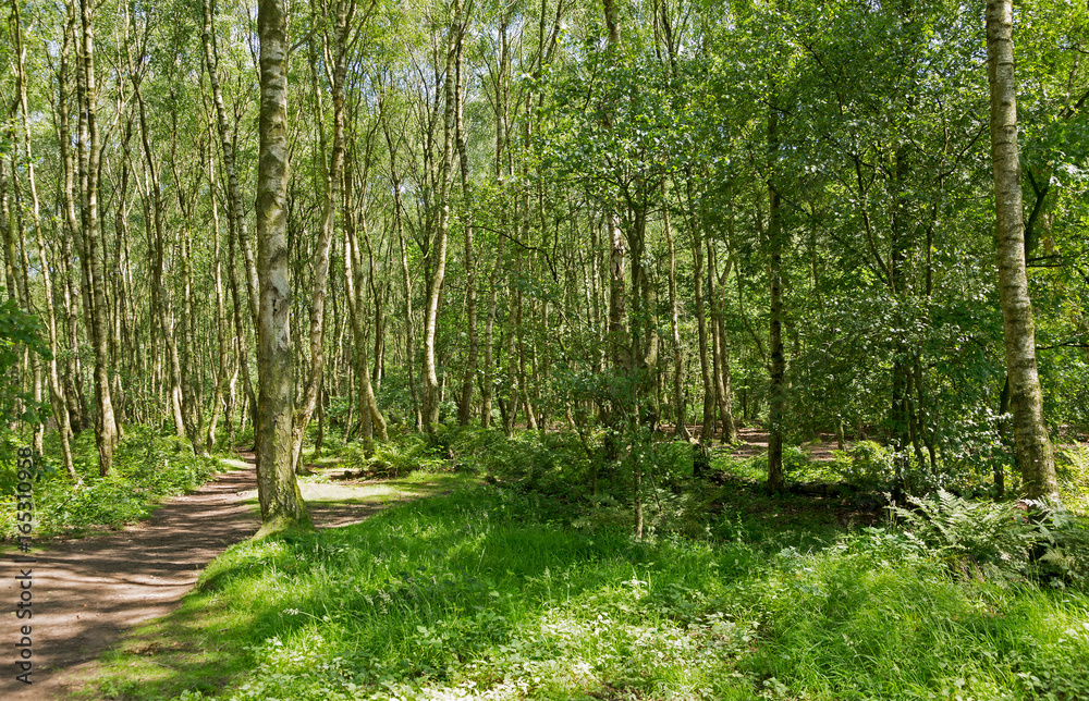 Fototapeta premium Typical british birch woodland
