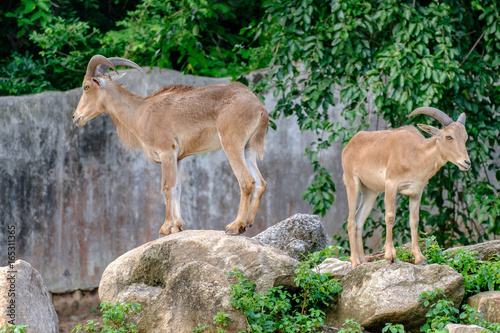 Goat Climber