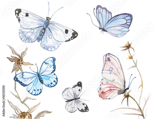 Obraz na płótnie Ilustracja akwarela motyle