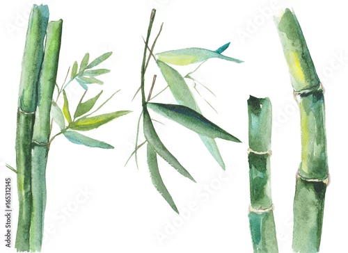 Obraz Akwarela bambusowa ilustracja