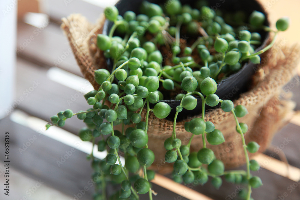 Fotografie グリーンネックレス string of beads