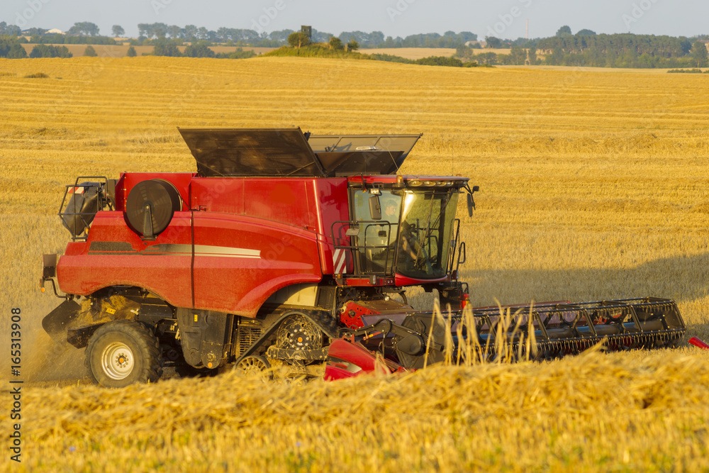 Obraz premium Combine harvester agriculture machine harvesting golden ripe wheat field in light of the setting sun in Germany