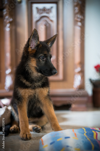 Cucciolo di pastore tedesco